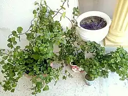 Senecio angulatus poussant dans des pots en argile et en plastique sur une véranda.