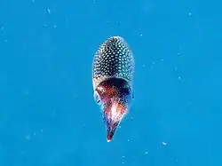 Un jeune calmar de récifs (Sepioteuthis lessoniana)