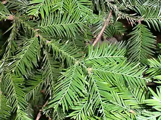 Sequoia sempervirens