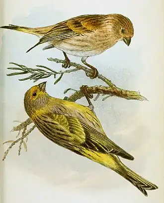 Description de l'image Serinus aurifrons Tristram 1868.jpg.