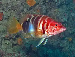 Serranus scriba