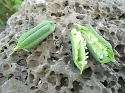Capsules ouvertes montrant ses graines.
