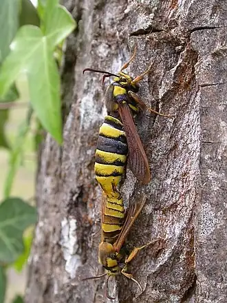 Description de cette image, également commentée ci-après