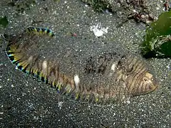 seudaesopia japonica.