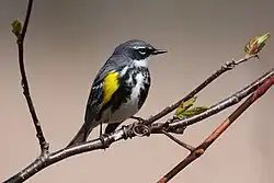 Paruline à croupion jaune le long du sentier de la digue.