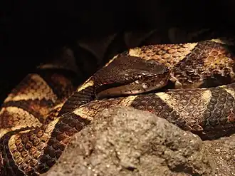 Deinagkistrodon acutus