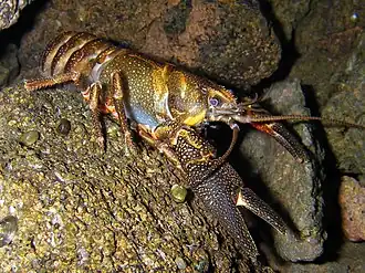 Description de cette image, également commentée ci-après