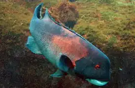 Semicossyphus pulcher