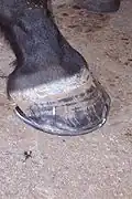 Un sabot de cheval portant un fer.