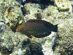 Macropharyngodon geoffroy