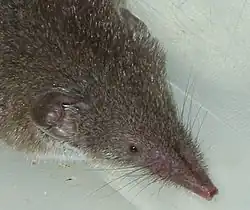 Museau de la Musaraigne musette.