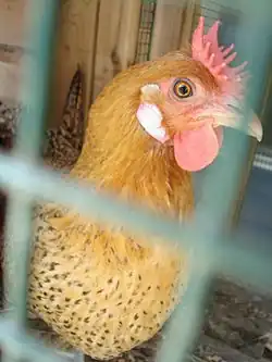 Poule sicilienne « bouton d'or »