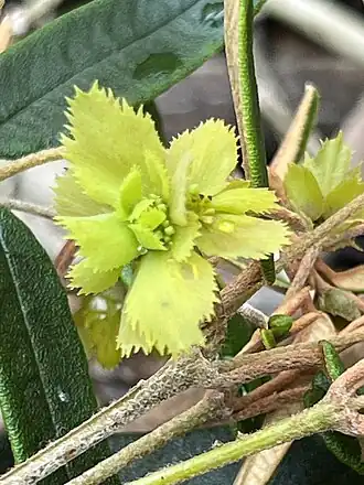 Description de l'image Siegfriedia darwinioides.jpg.