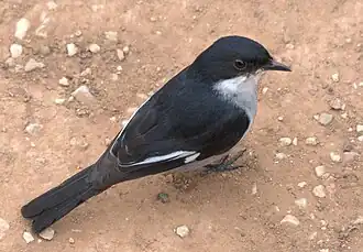 Description de cette image, également commentée ci-après