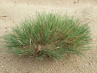 Description de l'image Silbergras2.jpg.