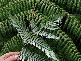 Description de cette image, également commentée ci-après