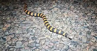 Description de l'image Simoselaps bertholdi 244889520 (cropped).jpg.