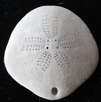 Test de Sinaechinocyamus mai (Taiwanasteridae)