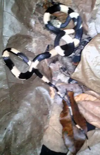 Description de l'image Siphlophis leucocephalus-2016-UESC.jpg.