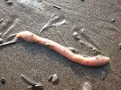 Sipunculus nudus, un siponcle.