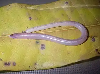 Description de l'image Sirenoscincus mobydick.jpg.