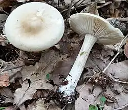 Melanoleuca strictipes