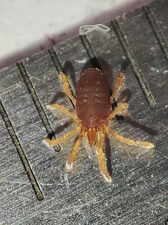 Description de l'image Siro carpaticus 294382813.jpg.