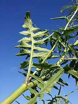 Feuille pennatiséquée.