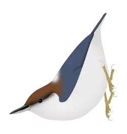 Sittelle à tête brune(S. pusilla).