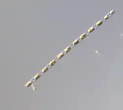 Chaine de Skeletonema costatumLong Island Sound, N-E États-Unis.