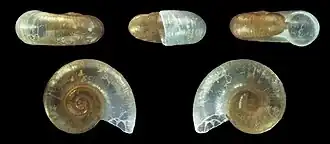 Description de l'image Skeneopsis planorbis 01.jpg.