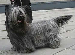Skye terrier.
