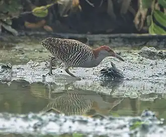 Description de cette image, également commentée ci-après