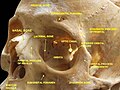 Le foramen supra-orbitaire légendé sur un crâne.