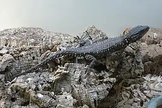 Description de l'image Smaug vandami.JPG.