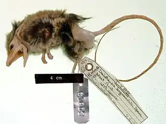 Description de l'image Sminthopsis longicaudata.jpg.