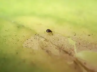 Description de cette image, également commentée ci-après