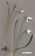 Galanthus gracilis