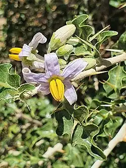 Fleur de Solanum arundo&nbsp;(en) à Meru (Kenya) en octobre 2020.