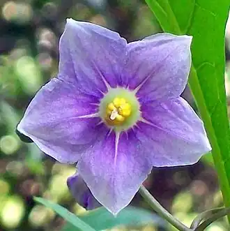 Description de l'image Solanum avicular Chatswood.jpg.