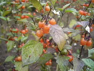 Description de cette image, également commentée ci-après
