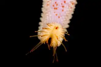 Détail de pointe de bras.