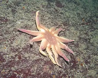 Solaster dawsoni