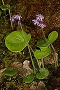 Soldanella villosa (plante fleurie)