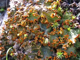 Description de l'image Solorina crocea.jpg.