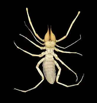 Solpuga vincta, un solifuge