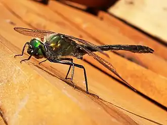 Description de cette image, également commentée ci-après