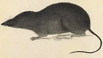 Description de l'image Sorex arcticus.jpg.