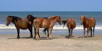 Cinq chevaux des Outer Banks à Corolla