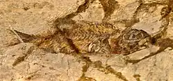 Fossile de « Sparnodus elongatus » dont les spécimens sont rattachés aujourd'hui, soit à Sparnodus vulgaris, soit à Ellaserrata monksi (Monte Bolca).